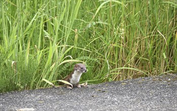 Weasel by the wayside, Schleswig-Holstein, Germany, Europe