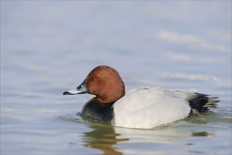 Common Pochard (Aythya ferina), male, Camargue, Provence, southern France