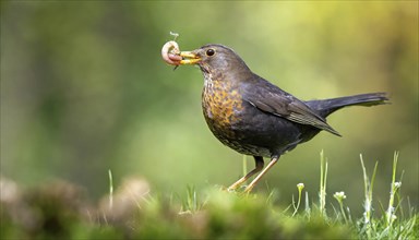 Animal, bird, blackbird, Turdus merula, female, foraging, has a worm in her beak, AI generated, AI