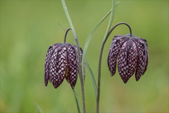 Snake's head fritillary (Fritillaria meleagris), Emsland, Lower Saxony, Germany, Europe