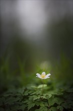 Close-up of a wood anemone (Anemonoides nemorosa, syn. Anemone nemorosa), portrait format, nature