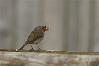 European robin (Erithacus rubecula) adult bird on a garden fence with nesting material in its beak