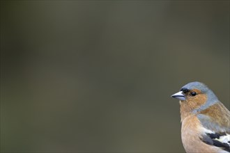 Eurasian chaffinch (Fringilla coelebs) adult male bird head portrait, England, United Kingdom,