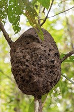 Termite tree nest, Amazon Museum MUSA, Cidade de Deus, Manaus, Brazi