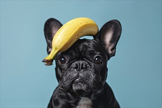 Funny dog with banana fruit on head in front of blue studio background. KI generiert, generiert, AI