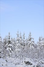 Snow-covered winter forest, snow-covered spruces (Picea abies) on a sunny winter day with blue sky,