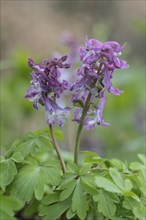 Hollow larkspur (Corydalis cava), Bad Iburg, Lower Saxony, Germany, Europe