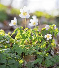 Group of wood anemones (Anemonoides nemorosa) (Syn.: Anemone nemorosa) blooming white in the