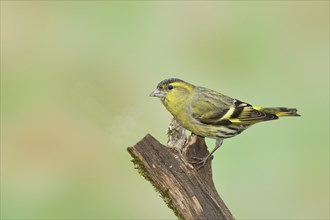 Eurasian siskin (Carduelis spinus), male sitting on a branch overgrown with moss, Wilnsdorf, North