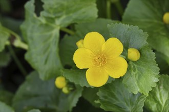 Marsh marigold (Caltha palustris), Wilnsdorf, North Rhine-Westphalia, Germany, Europe