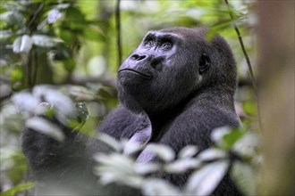 Western lowland gorilla (Gorilla gorilla gorilla), male, silverback, Baï-Hokou, Dzanga-Ndoki