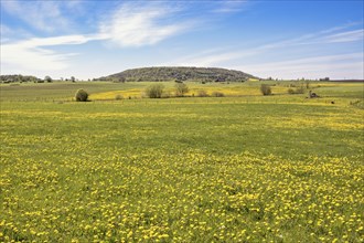 Flowering dandelion flowers on a sunny summer meadow in a the countryside with a hill in the