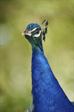 Indian peafowl (Pavo cristatus) portrait, Spain, Europe