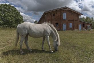 White horse on the meadow of the old estate, behind the pigsty from 1920, Othenstorf,