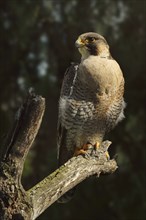 Peregrine falcon (Falco peregrinus), Provence, southern France