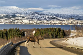 A moose crosses a snowy road with a mountainous town in the background under a blue sky, Elch in