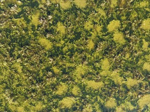 Detail of marshland near Sanlúcar de Barrameda. Aerial view. Drone shot. Cádiz province, Andalusia,