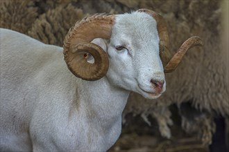 Portrait of a horned, white Moorschnucke (Ovis aries), shorn, Mecklenburg-Vorpommern, Germany,