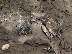 Common kingfisher (Alcedo atthis) dead fledglings after flooding in the breeding den, North