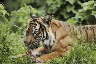 Sumatran tiger (Panthera tigris sumatrae), feeding, captive, occurring on Sumatra, Indonesia, Asia