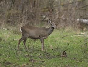 European roe deer (Capreolus capreolus) with winter coat standing in a field copse and looking