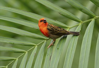 Red fody (Foudia madagascariensis), male, sitting on a palm tree, occurring in Madagascar, captive