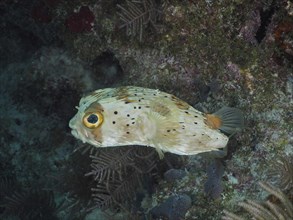 A small pufferfish with large eyes, brown spotted hedgehogfish (Diodon holocanthus), in its natural