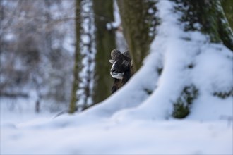 Mouflon (Ovis-gmelini) in winter in the forest, Vulkaneifel, Rhineland-Palatinate, Germany, Europe