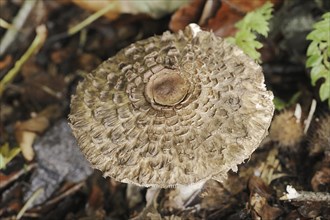 Common saffron umbrella mushroom or saffron giant umbrella mushroom (Chlorophyllum rhacodes,