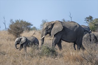 African elephant (Loxodonta africana), mother and young in high dry grass, African savannah, Kruger