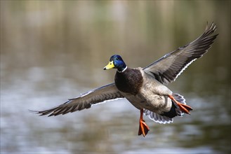 Male of Mallard, Anas platyrhynchos, bird in flight over spring lake