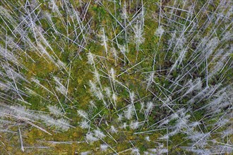 Dead spruce trees, destruction in forest caused by European spruce bark beetle (Ips typographus)