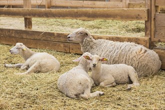 Arcott Rideau lambs in sheep pen being bred and raised for meat, Quebec, Canada, North America