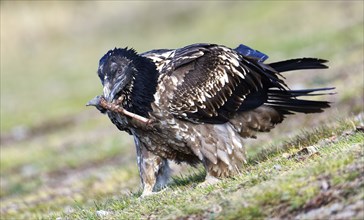 Young bearded vulture (Gypaetus barbatus) with a small bone in its beak Catalonia, Pyrenees, Spain,