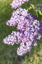 Blooming lilac in the botanical garden in spring