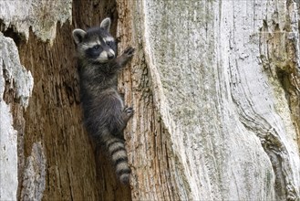 A young raccoon (Procyon lotor) climbs up a tree trunk and looks sideways, Hesse, Germany, Europe