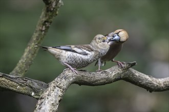 Hawfinch (Coccothraustes coccothraustes), adult bird feeding young, Emsland, Lower Saxony, Germany,