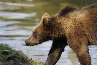 Young Eurasian brown bear (Ursus arctos arctos) at the shore of a lake, Bavarian Forest National