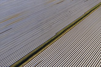 Asparagus fields near village Bröckel, rows covered with plastic foil, Lower Saxony, Germany,