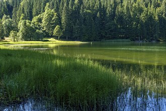 Spitzingsee, mountain lake with pond horsetail, water horsetail (Equisetum fluviatile),