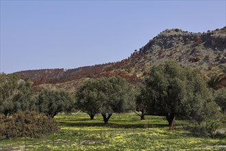 Olive trees on a green field in front of rocky hills and clear sky, forest fires, summer 2023,