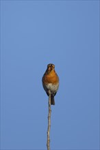 European robin (Erithacus rubecula) adult male bird singing from a tree branch in the spring,