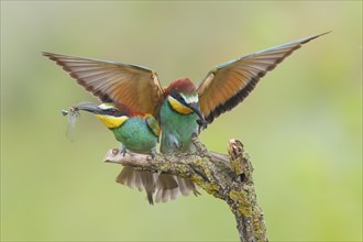 Bee-eater (Merops apiaster), pair, one bird approaching, wildlife, mating, Lake Neusiedl National