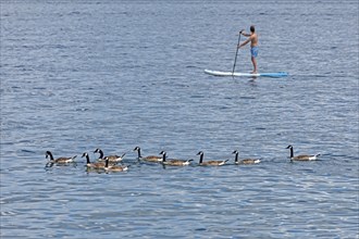 Canada geese (Branta canadensis), stand-up paddler, Kiel Fjord, Kiel, Schleswig-Holstein, Germany,