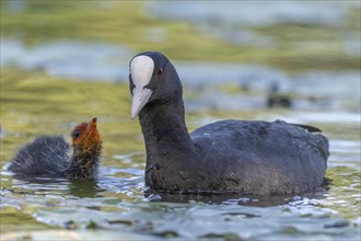 Eurasian burbot (Fulica atra) feeding its chicks. Bas Rhin, Alsace, France, Europe