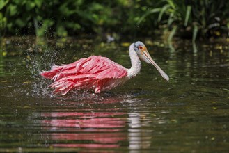 Roseate spoonbill (Platalea ajaja), Germany, Europe