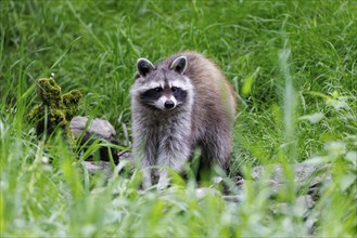 Raccoon (Procyon lotor), Germany, Europe