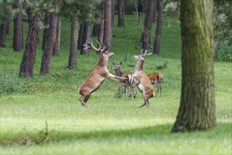 Fighting red deer (Cervus elaphus), Germany, Europe