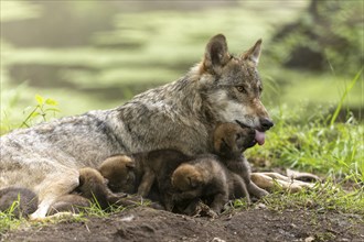 A she-wolf with her tongue sticking out guards and cares for her pups at the edge of a pond,