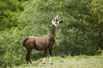 Brown Alpaca (Lama pacos) standing on a grassy area with a forest background, Wildpark Aurach